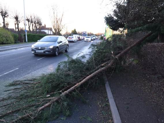 A fallen tree on the A15 at Yaxley this morning