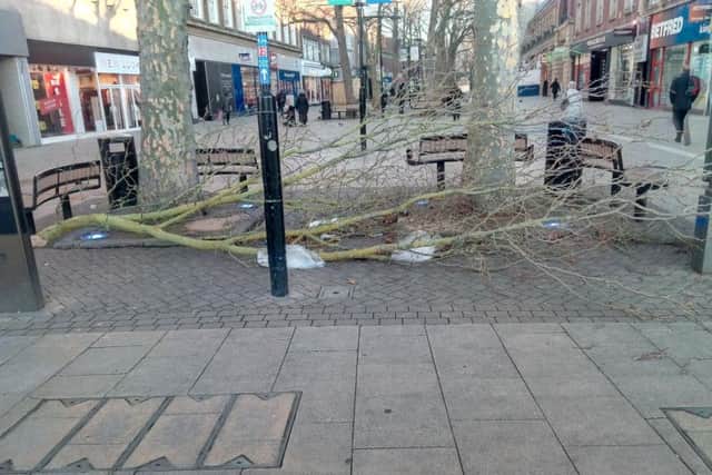 The blown over branch in Bridge Street