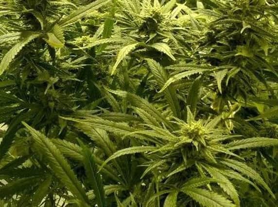 The cannabis farm found in Paston
