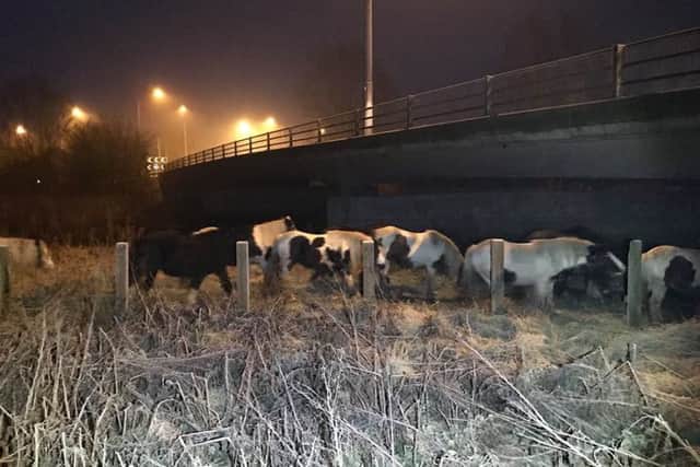 Photo of the loose horses supplied by Cambridgeshire police