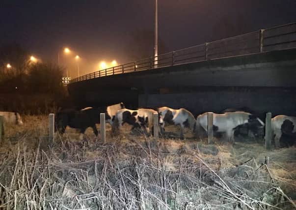 Photo of the loose horses supplied by Cambridgeshire police