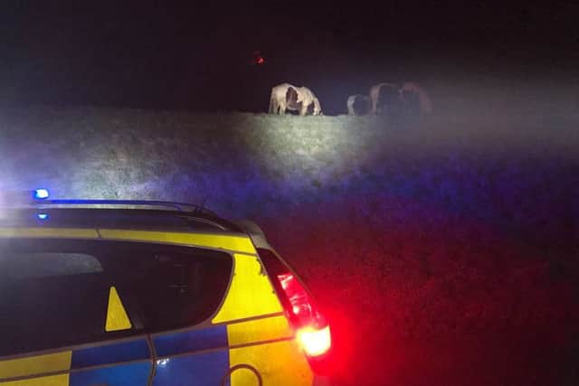 Photo of the loose horses supplied by Cambridgeshire police