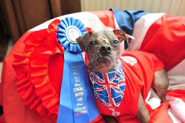 Mugly with owner Bev Nicholson who won the World's Ugliest Dog Competition in America ENGEMN00120120627132308