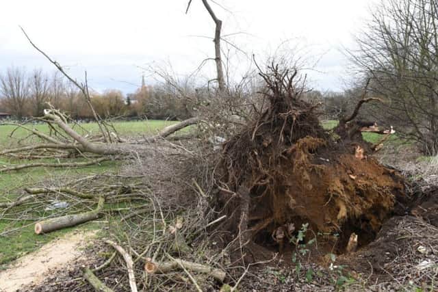 The blown over tree in Fletton Avenue