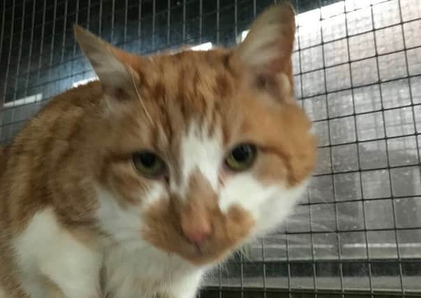 Duke, an elderly gentleman reported as a stray, now safe in the care of Cats Protection