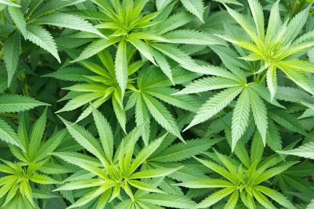 Cannabis