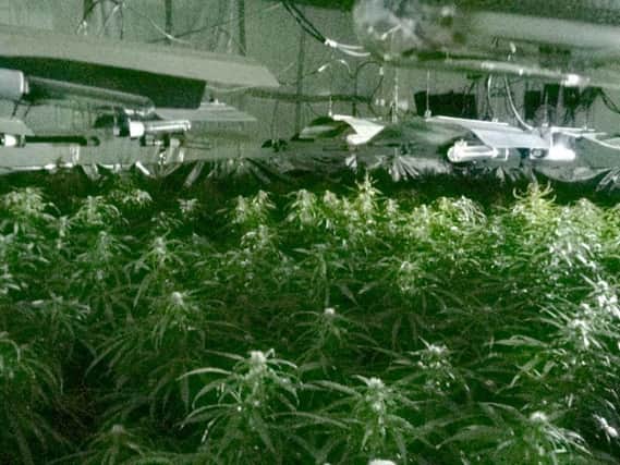 The cannabis farm uncovered by police next to the A14 in Cambridgeshire