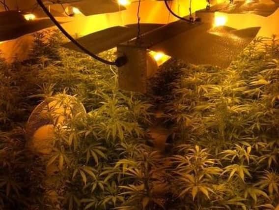 The cannabis factory uncovered by police in Peterborough