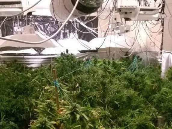 The cannabis farm uncovered by police in Peterborough this morning