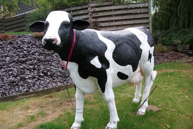 Blossom the cow