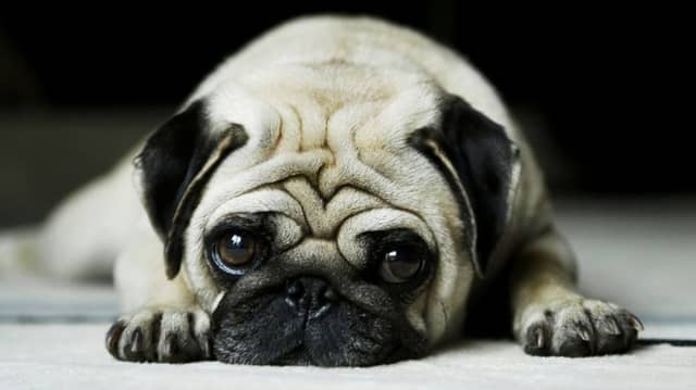 Vets are warning dog owners not to be careless with chocolate this Easter