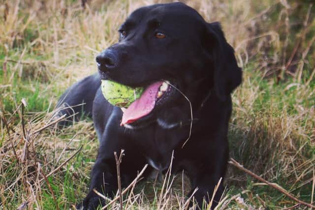 Luna in action