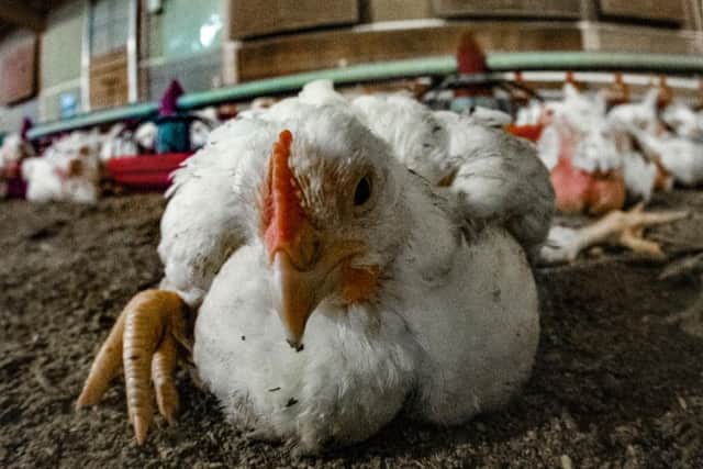 Animal welfare charity Peta has revealed conditions at a farm which supplies Faccenda Foods. Photo: Peta