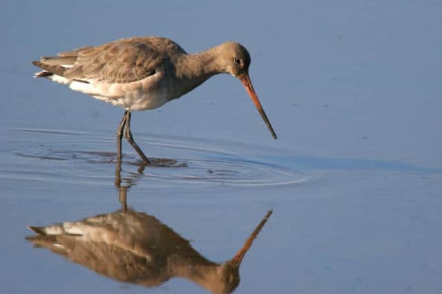 Undated handout photo issued by Wildfowl and Wetlands Trust (WWT) of a black-tailed godwit. Photo credit should read: Ray Cottrell/WWT/PA Wire