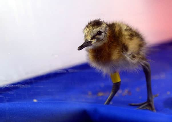 Hhandout photo issued by Wildfowl and Wetlands Trust (WWT) of a black-tailed godwit chick. A black-tailed godwit released into the wild in the Fens after being hand-reared has returned home from its winter migration, wildlife experts have said. 
Photo credit: Bob Ellis/WWT/PA Wire