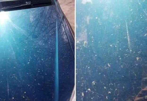 The yellow dust coating cars