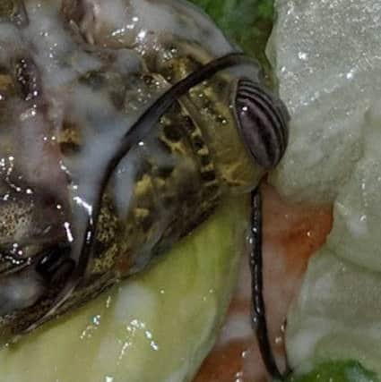 The bug found in the Chicken Legend meal. Photo: Anita Ribbons