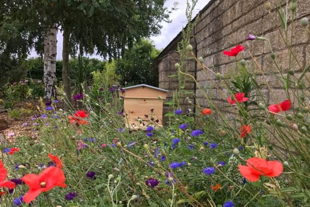 Hives and wildflowers at Bees for Business.