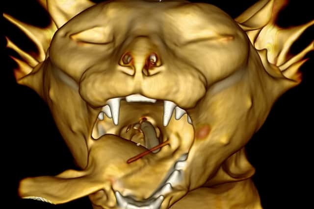 The CT scan shows the stick protruding from the cat's mouth