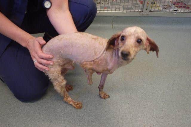 Benji after his fur was removed