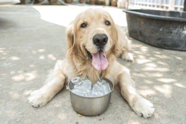 The RSPCA advise putting ice cubes in your dogs water bowl, or making tasty ice cube treats, to keep them cool (Photo: Shutterstock)