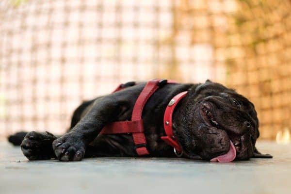 If a dog is displaying any signs of heatstroke, the RSPCA advise dialling 999 immediately (Photo: Shutterstock)