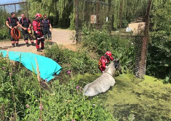 The horse being rescued. Photo: Cambridgeshire Fire and Rescue Service