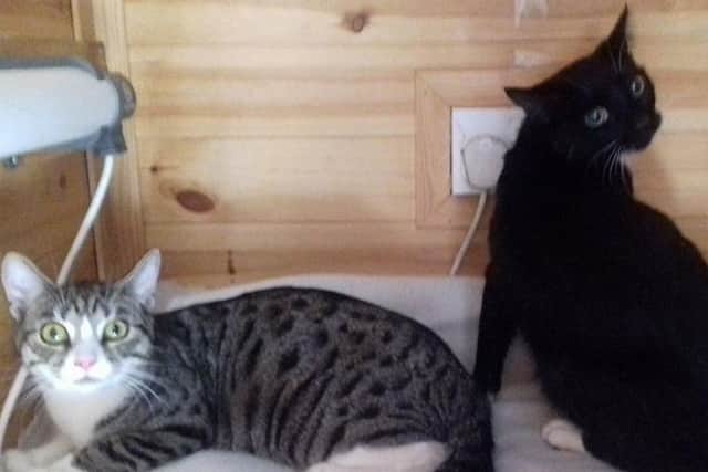 The two cats found in the bin bag. Photo: Peterborough Cat Rescue