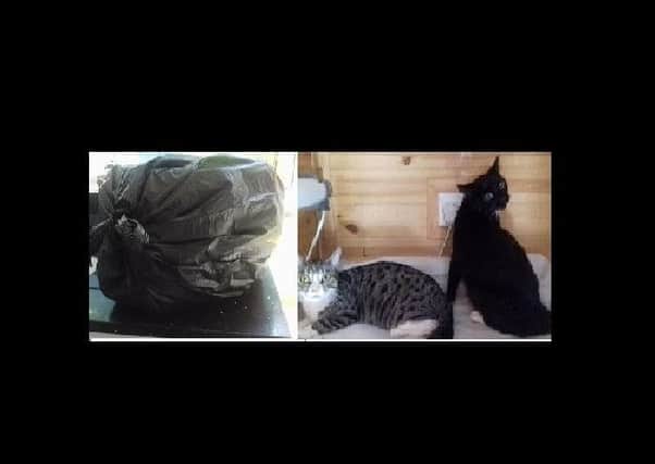 The bin bag the cats were found in and (right) the cats. Photo. Peterborough Cat Rescue