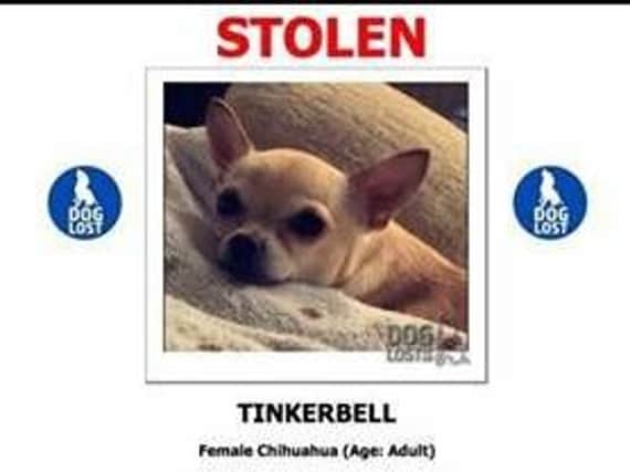 Have you seen Tinkerbell, stolen by armed men in Peterborough?
