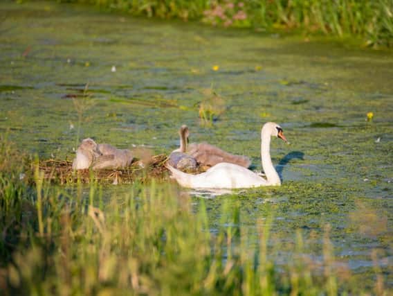 A nesting swan in among the algae in Peterborough. Photo. Terry Harris