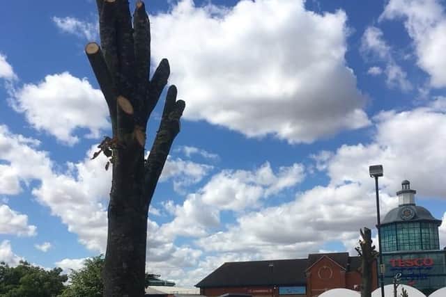 The trees at Serpentine Green that have been chopped back. Photo: @drlamb23