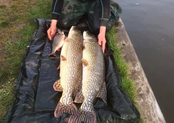 two pike and a perch being relocated from one part of the River Thurne, Norfolk, to another as part of a fish rescue operation.