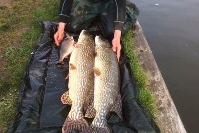 two pike and a perch being relocated from one part of the River Thurne, Norfolk, to another as part of a fish rescue operation.