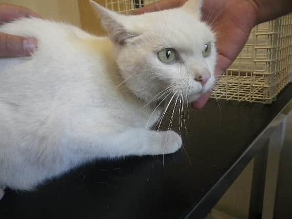 The cat which was abandoned near Peterborough