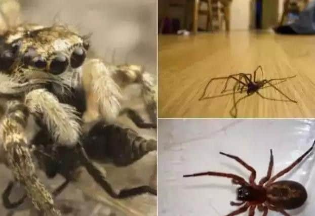 Some of the spiders found in UK homes