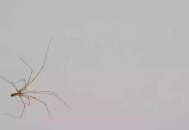 Daddy long legs, which are rumoured to be the most venomous spider in UK homes - but there are no known cases of bites causing lasting harm.