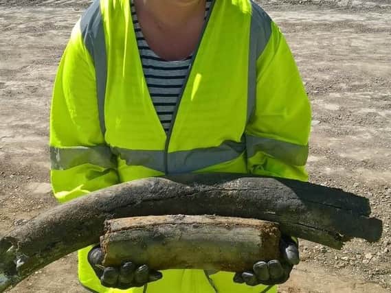 The Woolly Mammoth bones found last week