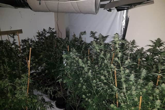 The cannabis farm uncovered by police in the New England property