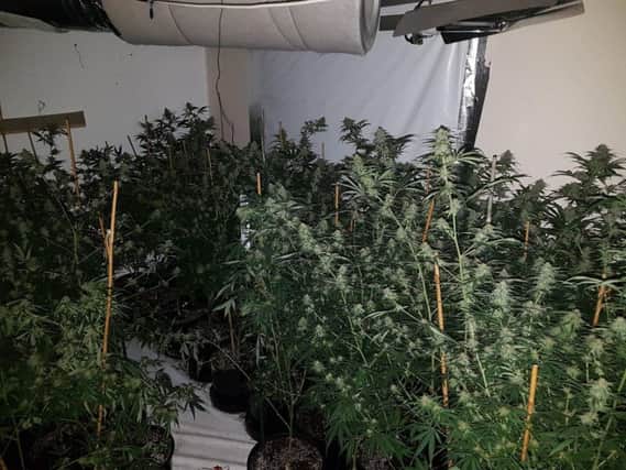 The cannabis farm uncovered by police in the New England property