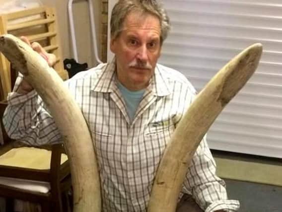 Ian Mason, curator of Chatteris Museum, with the tusks. Photo. SWNS
