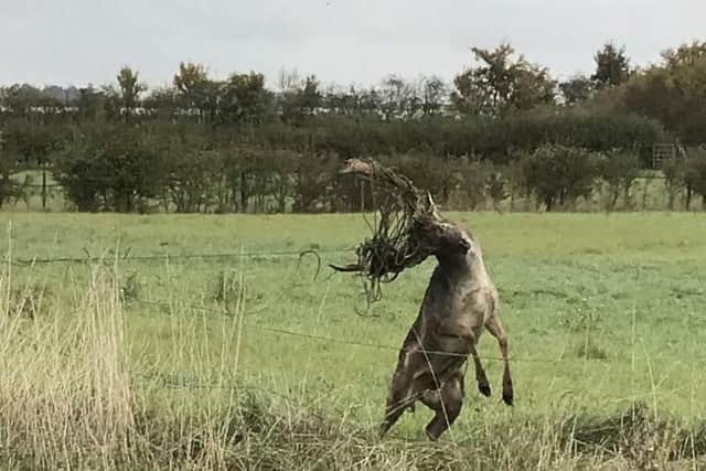 The stag caught in the electric fence. Photo: SWNS