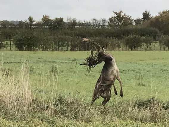 The stag caught in the electric fence. Photo: SWNS
