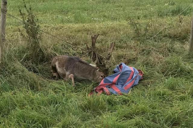 The stag caught in the electric fence. Photo: SWNS