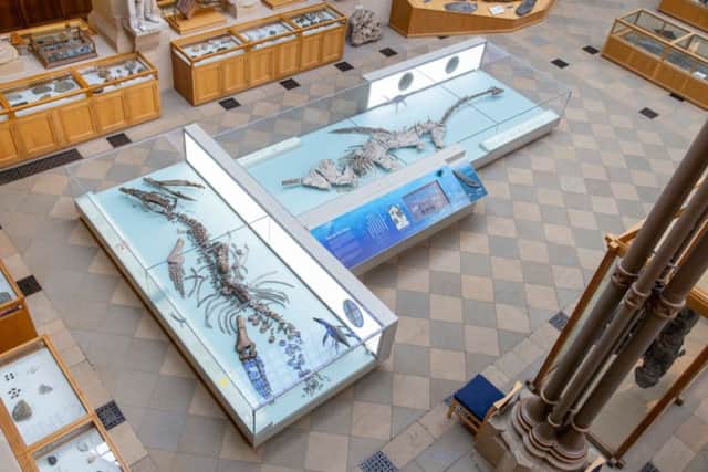 Eve the dinosaur on display
