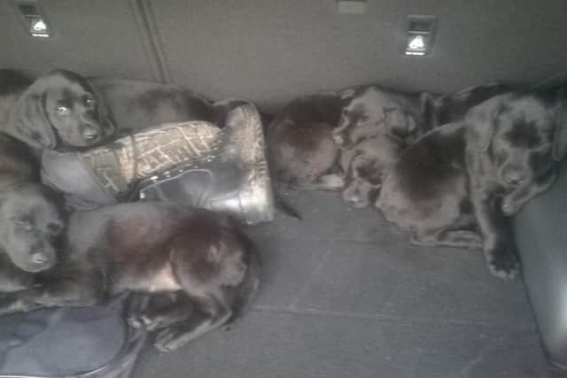 The stolen puppies found in the boot of the car