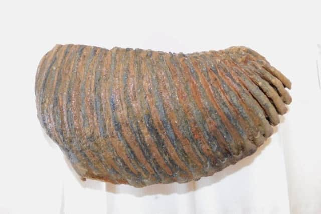 The mammoth tooth found by palaeontologist Jamie Jordan. Photo: SWNS