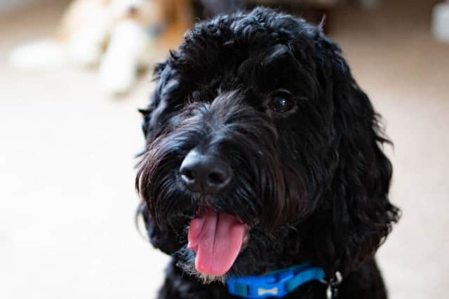 Marley the cockerpoo after his tongue was sliced. 
Picture by Terry Harris
