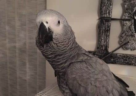 Muto the parrot