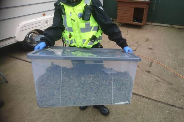 Cannabis seized by officers. Photo: Cambridgeshire police